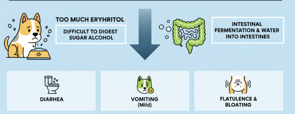 L'érythritol peut avoir des effets négatifs sur les chiens.