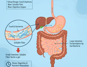 ¿Por qué es importante la fibra soluble?
